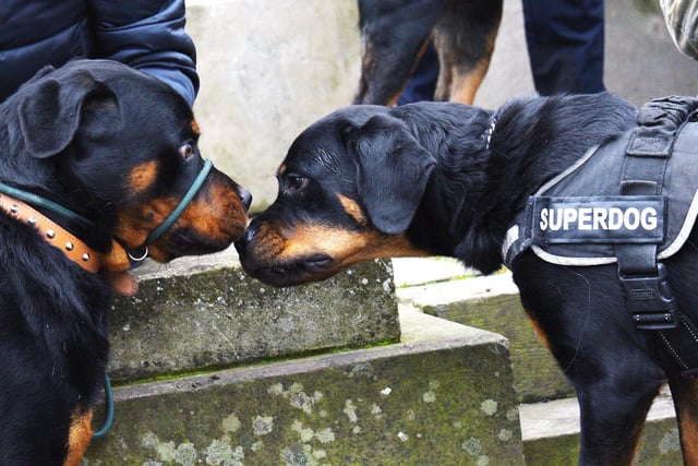 Rottweilers say hello before setting off on a walk around Stanley Park