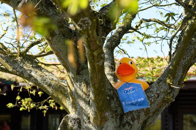 This little duck is  well hidden in the tree tops