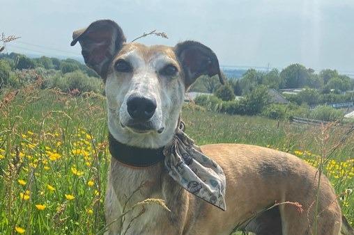 Trevor, Lurcher , male , eight years one month old.