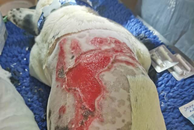 Note: distressing image. Frenchie dog Bruce was abandoned with horrific burns