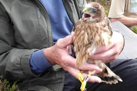 Apollo the hen harrier, who has flown from his nesting site in Bowland, Lancashire to his winter home in Extrremadura, Spain, twice in two years. His brother Dynamo, meanwhile, has ventured less than 50 miles in the same period.