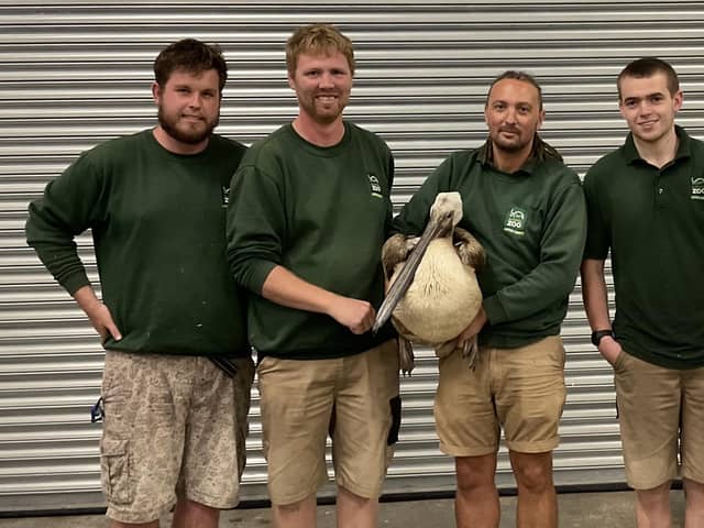 Safely rescued and back home: The pelican with zoo keepers Jason, Brendan, Khaled and Dan
