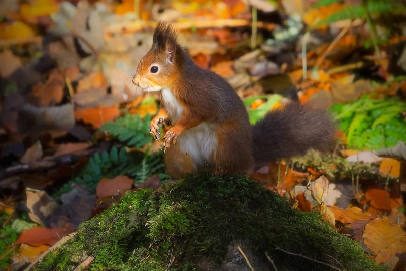 This adorable picture of a red squirrel was taken by Lancashire Post Camera Club member Paul Gray.
Sixty eight people liked it on November 17.