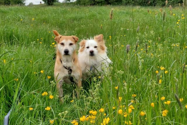 Ronnie, a Jack Russell/chihuahua cross and Patch, a Pomeranian, are more comfortable having outside access where they can be together to come and go as they please, so the RSPCA is ideally looking for people who live on a smallholding or farm or have a conservatory or warm outbuilding
