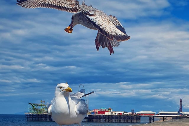 Seagulls anyone?