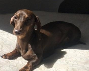Lola is a female Dachshund miniature with chocolate and tan colouring. Missing from her home on Oakenclough Road, Scorton, she was last seen near Salisbury Farm on Scorton around lunchtime on April 23, 2020.