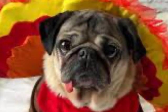 Doug the Pug, comes in as Instagram’s second-highest earning dog. Doug’s posts have an estimated reach of over half a million accounts, with his 3.6 million strong following, this pug can earn up to £20,700 per sponsored post