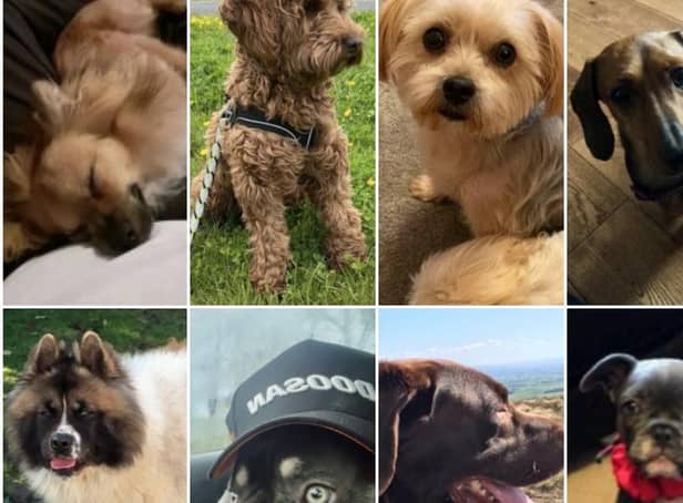 Can you help reunite any of these dogs with their owners?