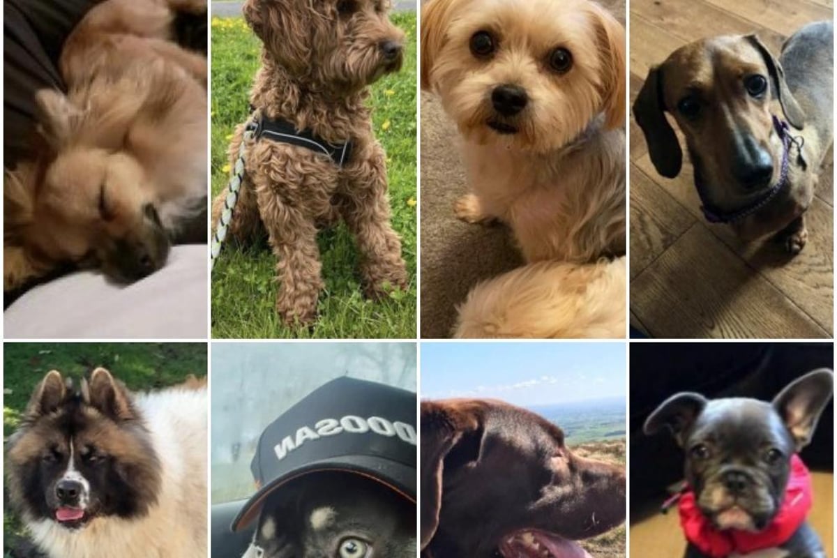 Could you help to reunite any of these missing dogs with their owners?