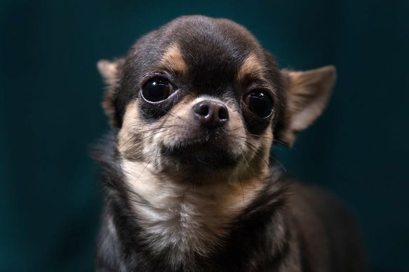 Three chihuahuas were stolen in Lancashire in 2021 and 2022.