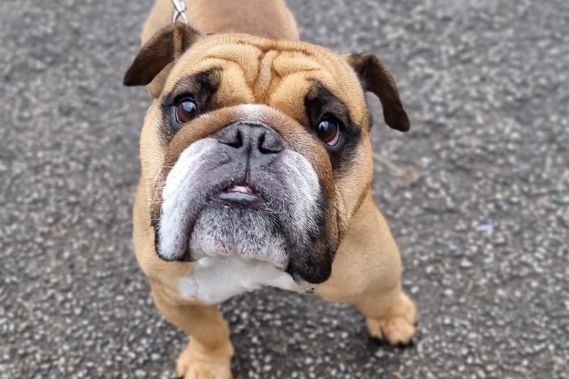 Breed: Bulldog (British)
Sex: Male
Age: 4 years 2 months