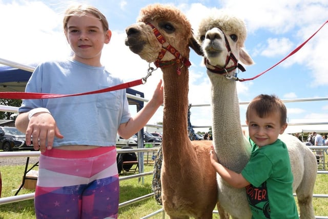 The alpacas proved a big hit with visitors to the show.