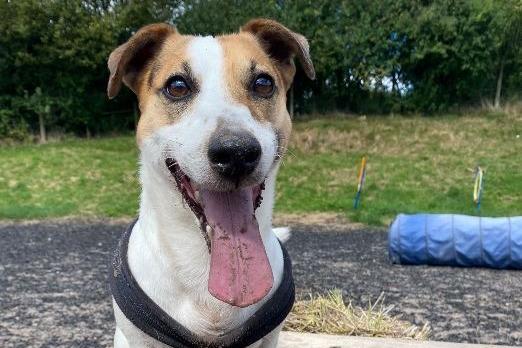 Clover is a Jack Russell Terrier , male , seven years 11 months old. Picture from Animal Care Lancaster.