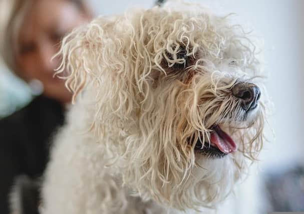 Where do you get your pooch pampered in Preston?