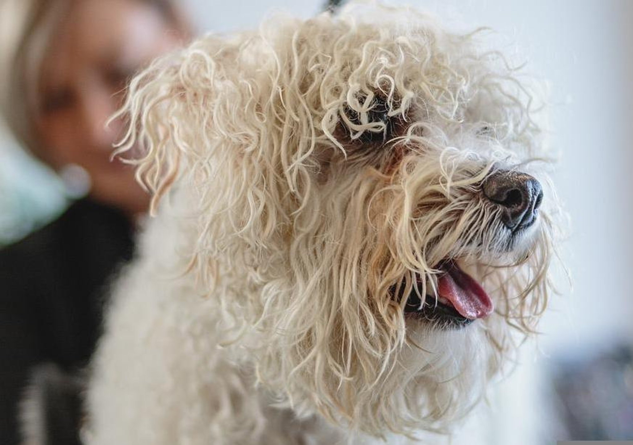 Here are some of the best dog groomers in Preston - as recommended by readers