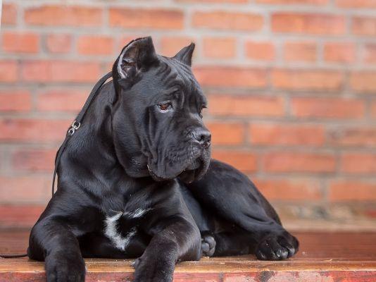 Most expensive cane sales corso