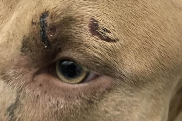 Cali the dog suffered injuries after being struck by a slow moving train when her owner allowed her to roam without a lead.