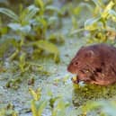 Lancashire volunteers are being called to help save one of Britain’s fastest declining mammals, by taking part in a nationwide water vole survey