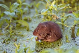 Lancashire volunteers are being called to help save one of Britain’s fastest declining mammals, by taking part in a nationwide water vole survey