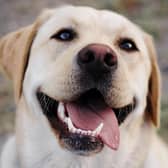 The Labrador Retriever is the most common dog in adoption centres across the top 10 and also the UK. Picture by Noémi Macavei-Katócz.