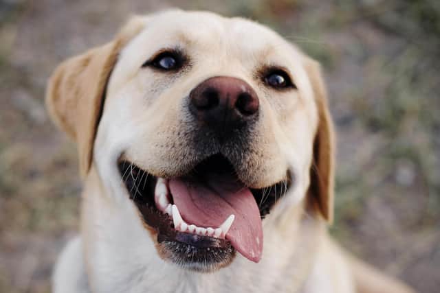The Labrador Retriever is the most common dog in adoption centres across the top 10 and also the UK. Picture by Noémi Macavei-Katócz.