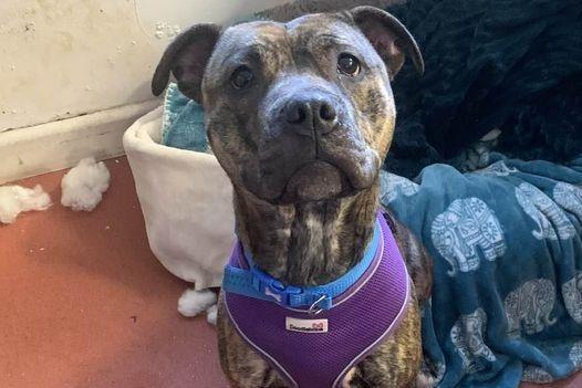 Breed: Staffy X
Crossbreed
Sex: Female
Age: 2 years 7 months