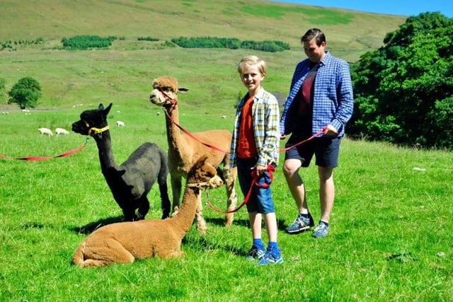 Take a gentle stroll with alpacas at Wood End Farm in Dunsop Bridge, Clitheroe