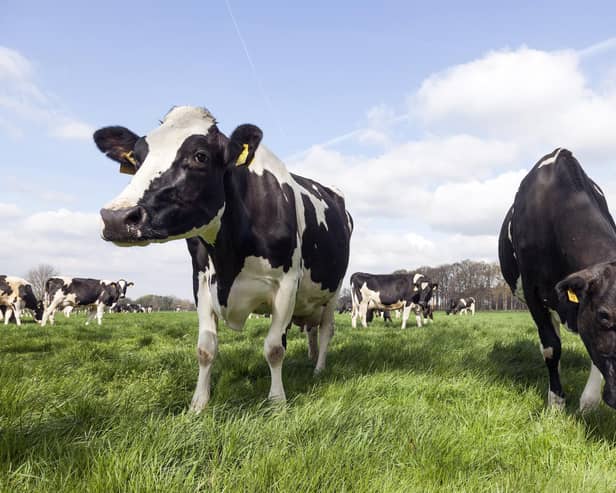 **ADOBE STOCK**
Cows grazing. Picture: Adobe Stock