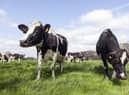**ADOBE STOCK**Cows grazing. Picture: Adobe Stock