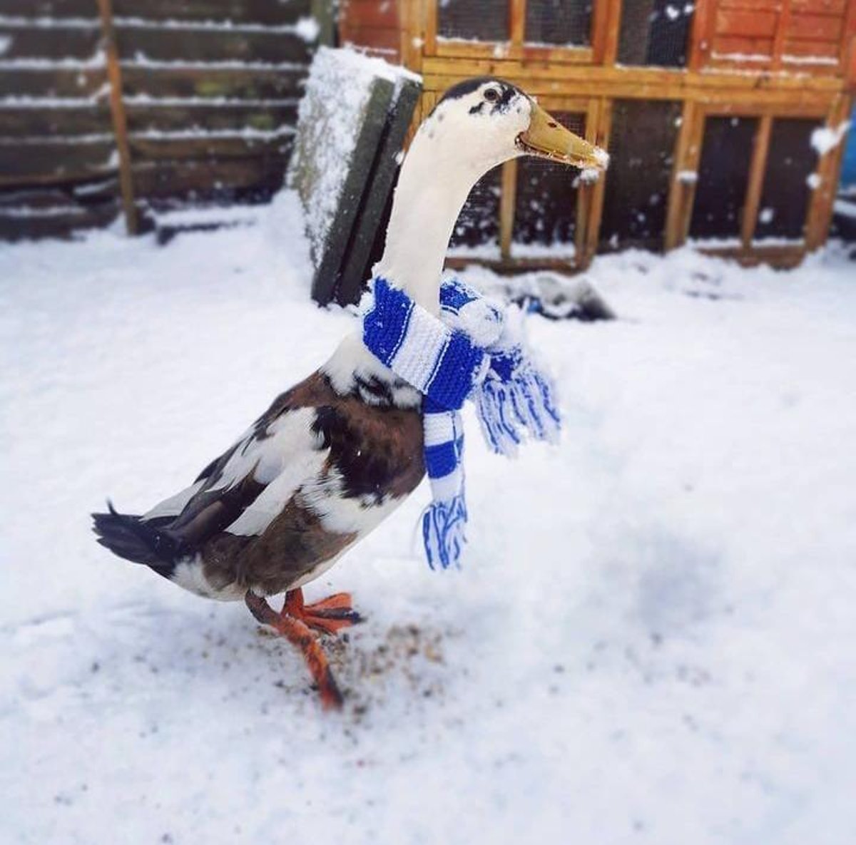 Meet 'Ham-dini' the scarf wearing duck from Chorley - when he's not trying to escape he likes to have a brew