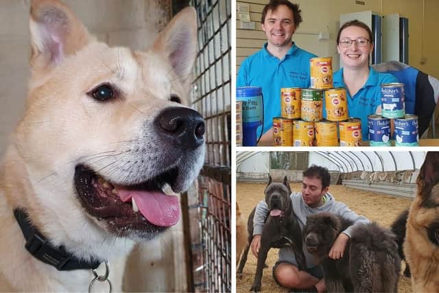 Left: Dog in the kennels at Homeless Hounds. Top right: Jennifer and Daniel Endresz from Happy Pets Food Bank. Bottom right: Jack Valentine, owner of 6 dogs.