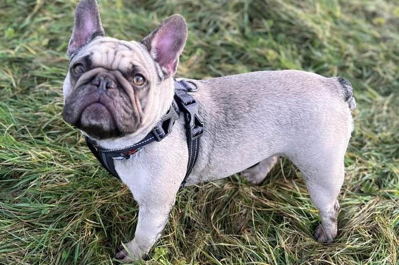 Breed: Bulldog (French)
Sex: Female
Age: 3 years 1 month