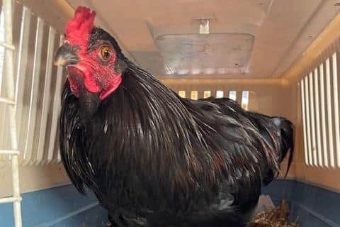 Caroline Smith, 52, of Riley Green Marina, Hoghton has been prosecuted by the RSPCA after she tried to kill her neighbour’s Araucana cross cockerel, Eddy. The incident took place in September 2022 on the Leeds & Liverpool Canal where Smith and Eddy’s owner lived close to each other on barges moored on the canal. (Photo by RSPCA)