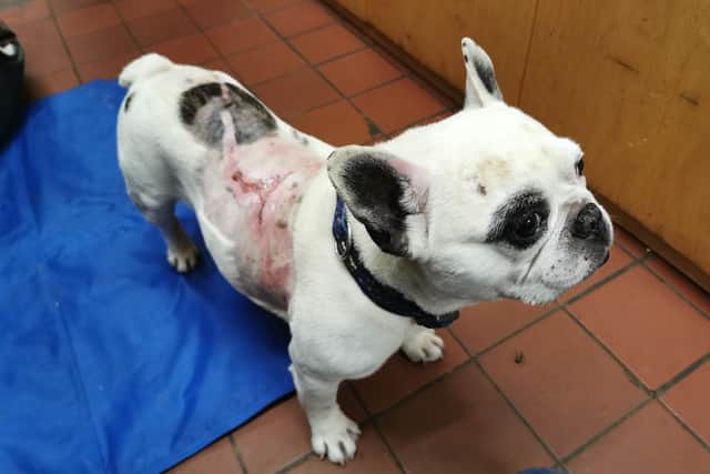 Frenchie dog Bruce was abandoned with horrific burns
