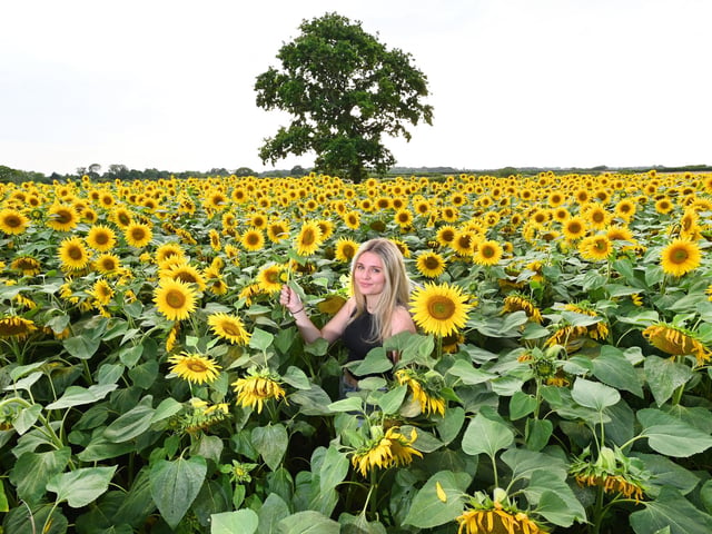 Arianna Pope at Bretherton Sunflowers