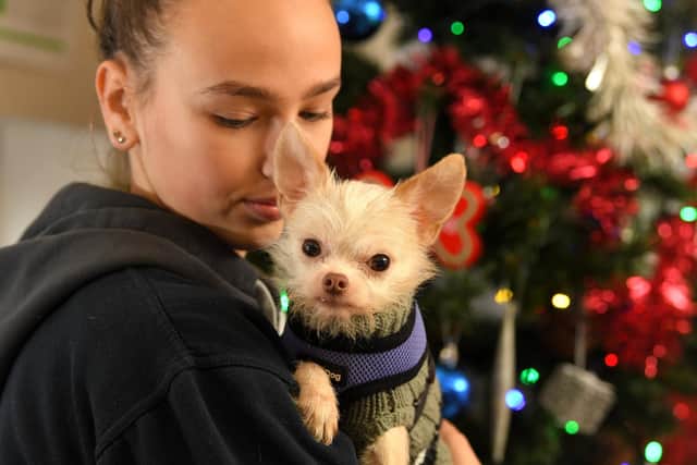 As 2022 has seen a 25 per cent rise in animal abandonment, animal charities are begging people not to buy one just for Christmas