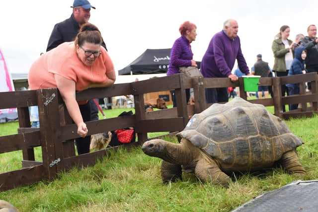 Some giant tortoises make an appearance during Garstang Show 2022