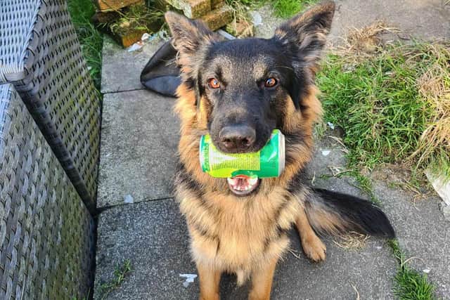 One year old German Shepherd dog Yoda is safely back home with his family in Padiham after he snook out of the house and was eventually spotted on the central reservation of the M65 motorway