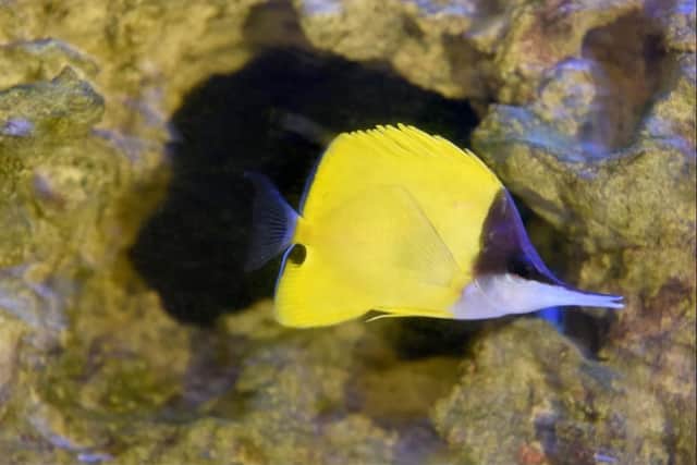 Hooter the long nose butterfly fish stays in the swim.