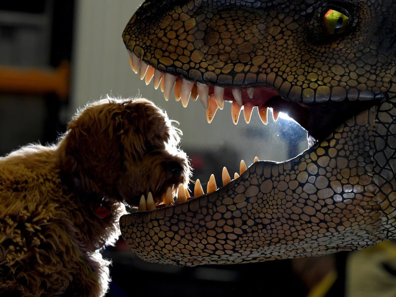 Crumble the pooch gets a little too close at the Jurassic Earth warehouse in Leyland