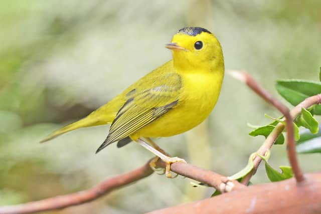 he Wilson's warbler is among the birds that will be renamed by the American Ornithological Society (Credit: VJAnderson/ CC BY-SA 4.0 DEED)