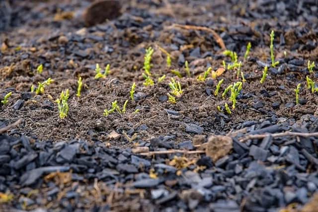 Biochar in action
