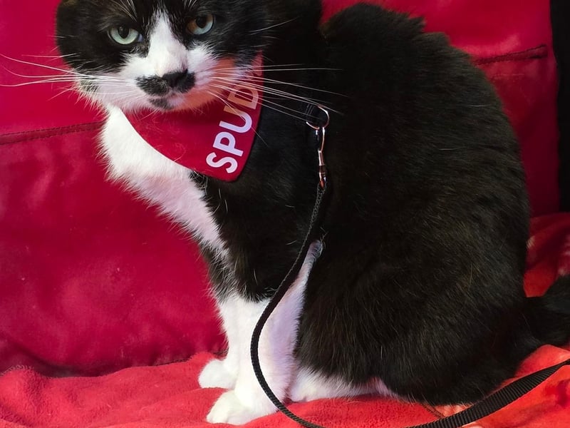 Spud The Cat With a Tash ready to meet his adoring public