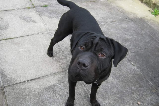Callie - 1 year old shar-pei. Can live with children of 16+ and can live with a compatible dog, can not live with cats