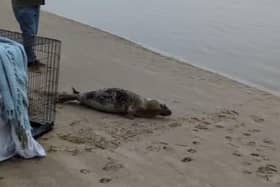 A seal pup was safely released back into the wild in Fleetwood after becoming stranded in a field in Walton-le-Dale (Credit: RSCPA)