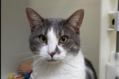 Gandalf is a three-year-old grey and white domestic shorthair. Gandalf would benefit from being the only pet in the home due to his initial timidness, but could be rehomed with children 11+.