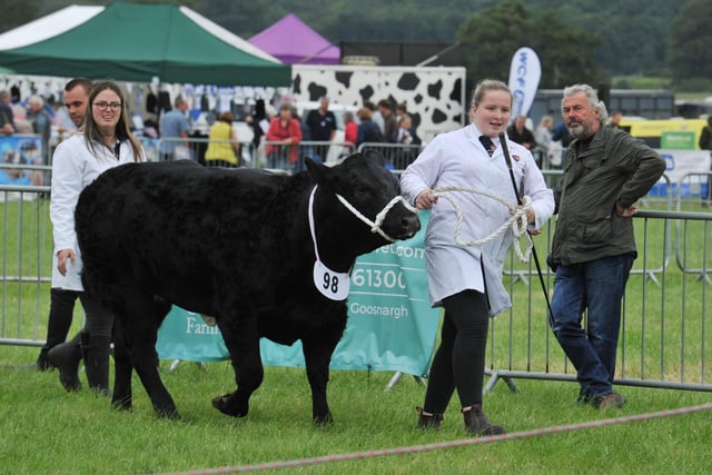 A splendid black bull is brought out during this year's Garstang Show