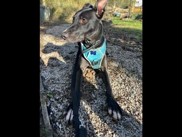 Archie is a lovable and bouncy three-year-old male Lurcher. He has been looking for his forever home for a while! Archie is a large boy who loves nothing more than playing and receiving whatever attention he can get! He loves to stretch his legs like any lurcher and will spend most his time trying to get you to play with him whether its inside or out! He e is looking for a home with no other animals and can be rehomed with children 16+.