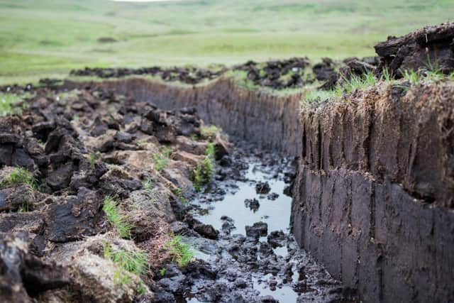 Peat is an important part of tackling climate change (image: Adobe, via Carbon Copy)
