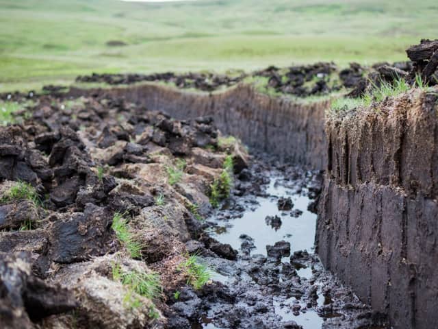 Peat is an important part of tackling climate change (image:  Adobe, via Carbon Copy)